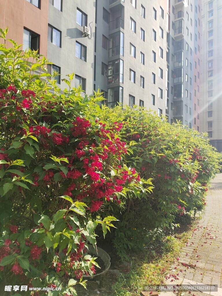 小区旁繁花盛开的绿植带