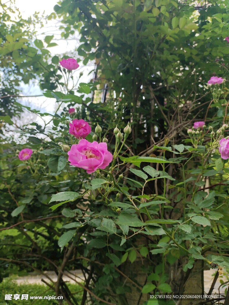 绽放的粉色蔷薇花
