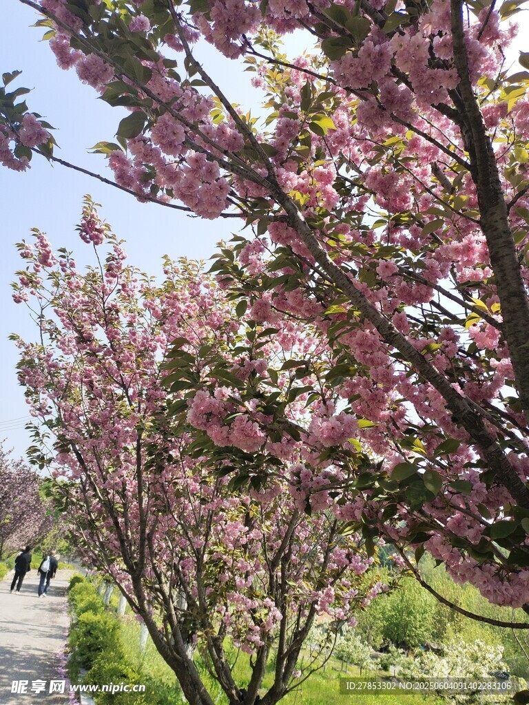 烂漫樱花树 春日好风光