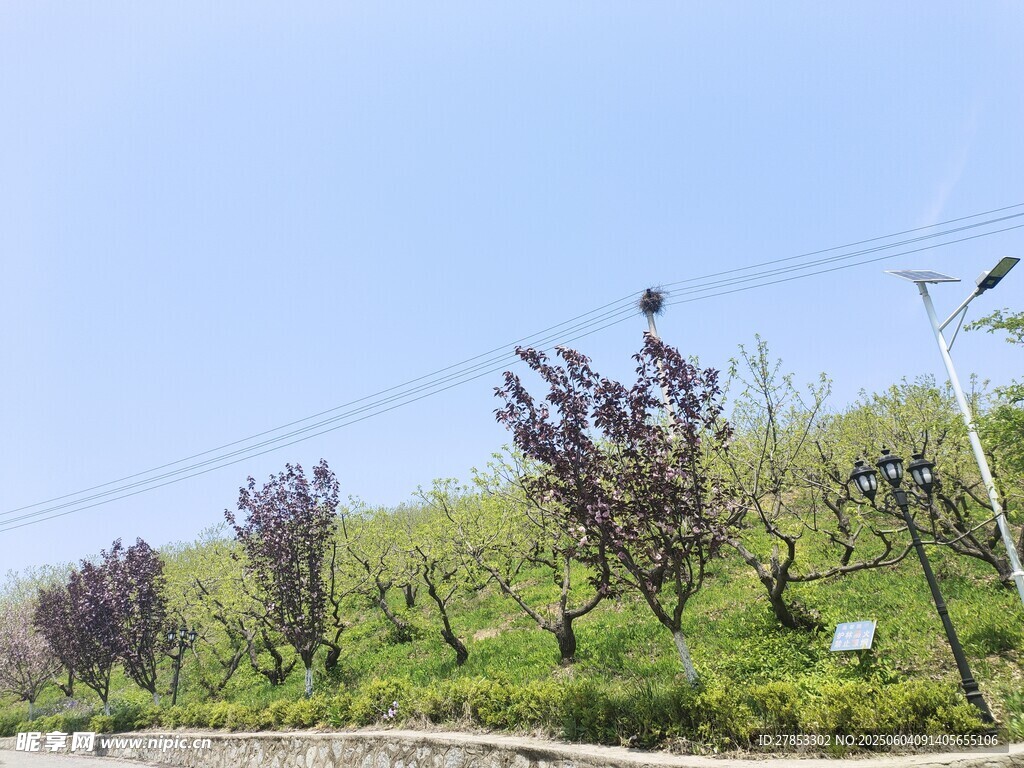 山坡上的紫叶树木景观