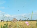 田野风光中的粉色小花