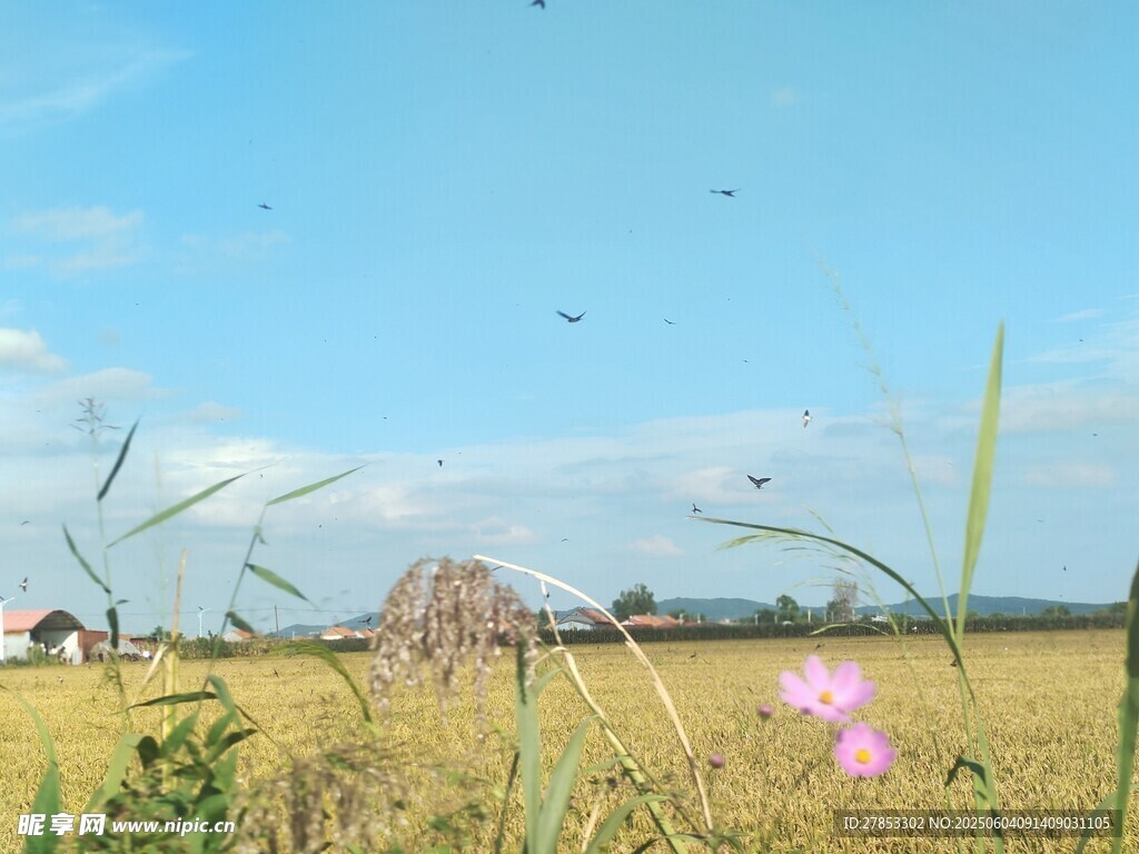 田野风光中的粉色小花