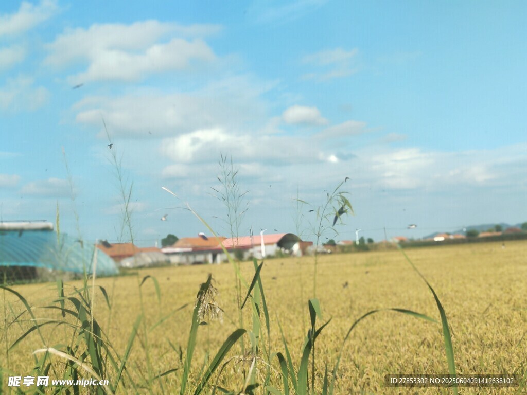 金黄田野与远处建筑景观