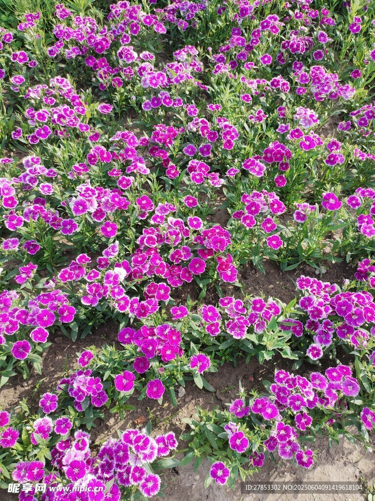 绚烂紫花绽放的美丽花田