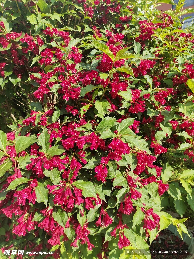 鲜艳多彩的花卉植物景观