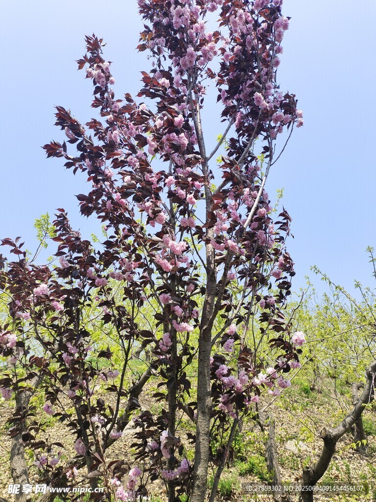 枝头绽放的紫花
