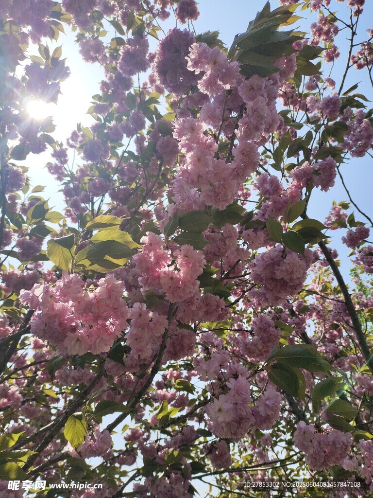 春日烂漫樱花枝头绽放
