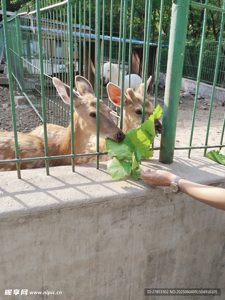 游客喂食围栏内的小鹿