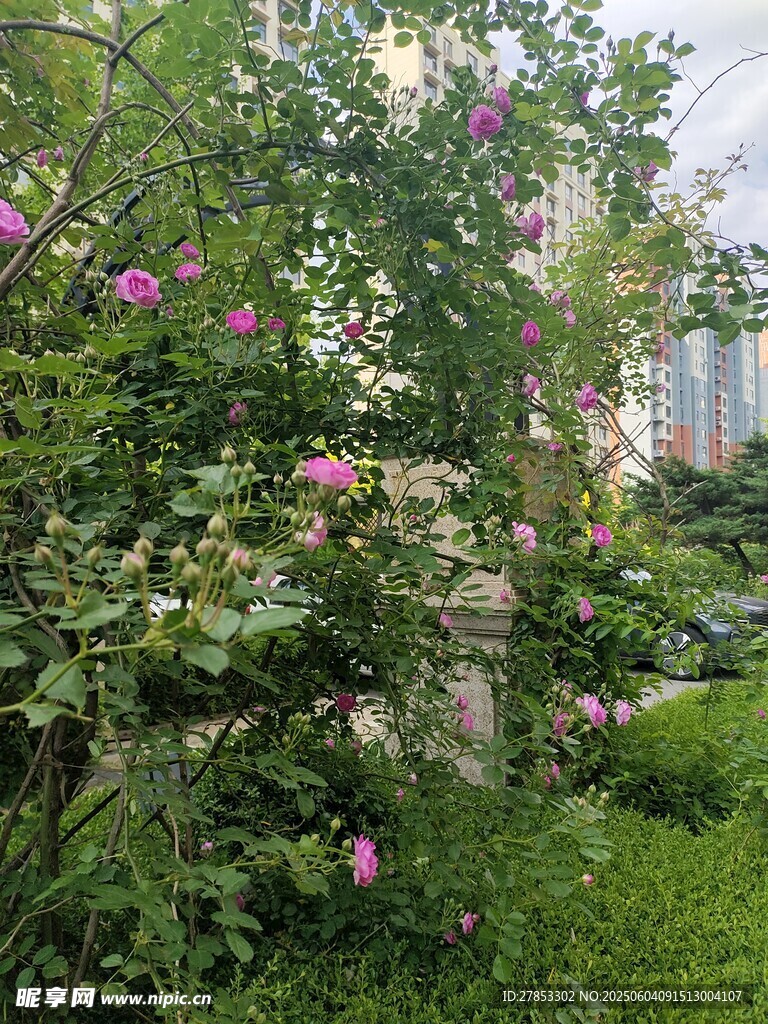 繁花盛开的绿意花园