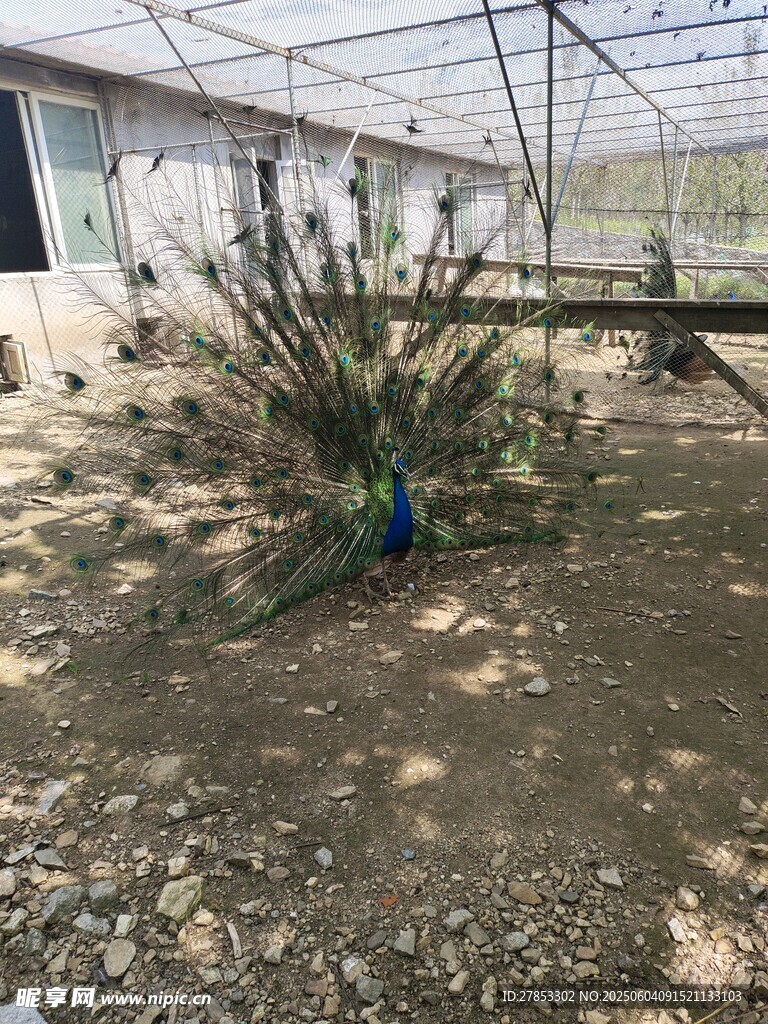 孔雀