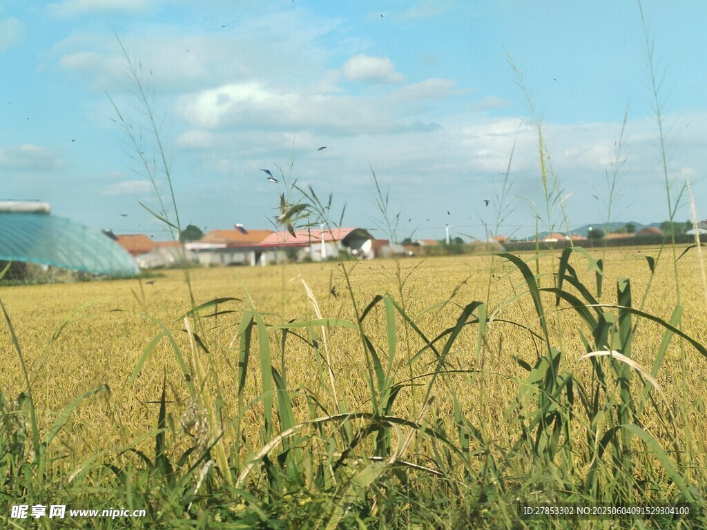 田野上的飞机与丰收景象