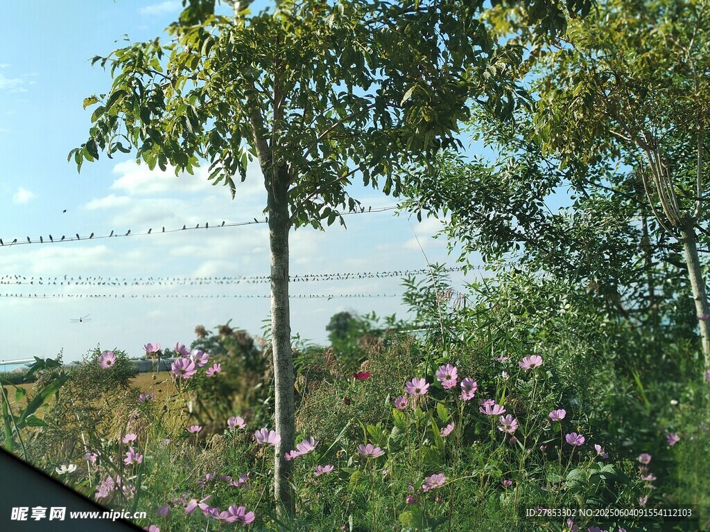 窗外繁花绿树风景如画