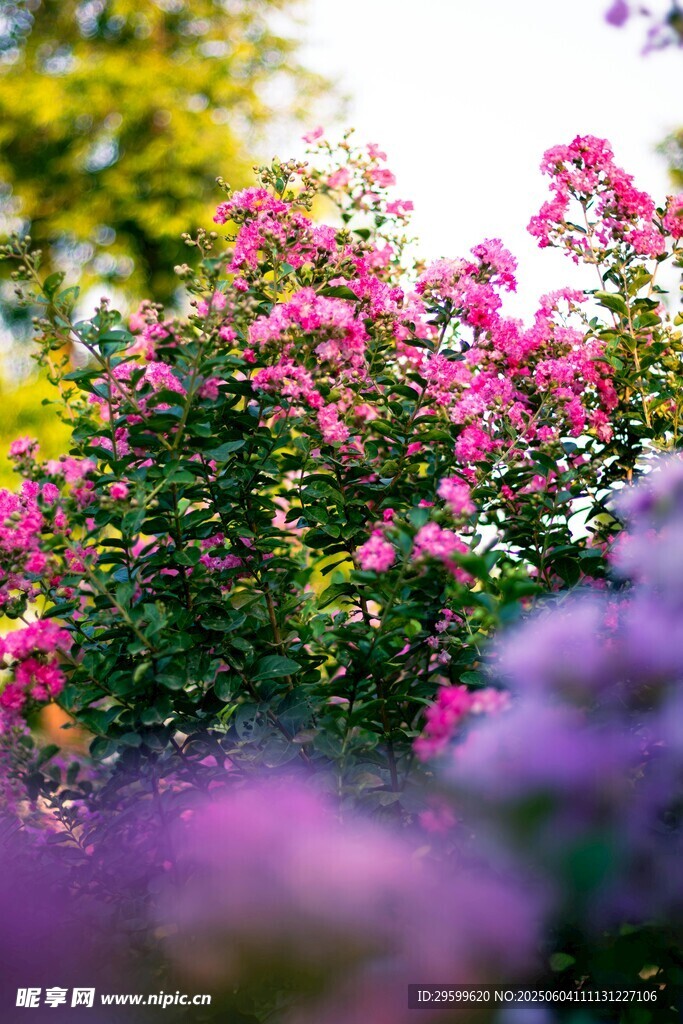 紫薇花