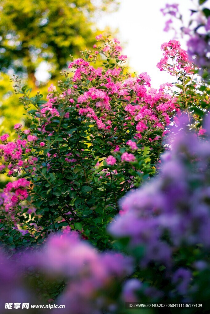 紫薇花