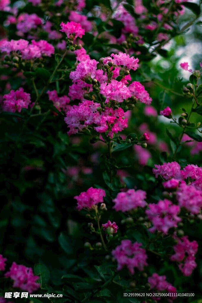 紫薇花