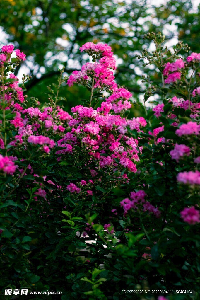 紫薇花