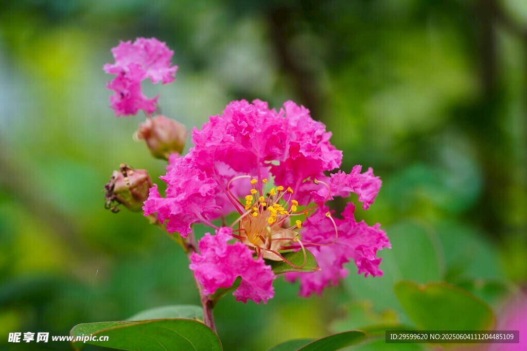 紫薇花