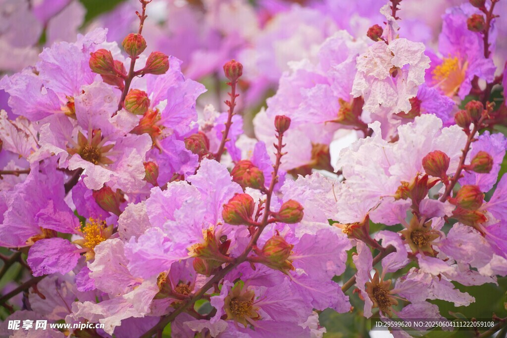 紫薇花
