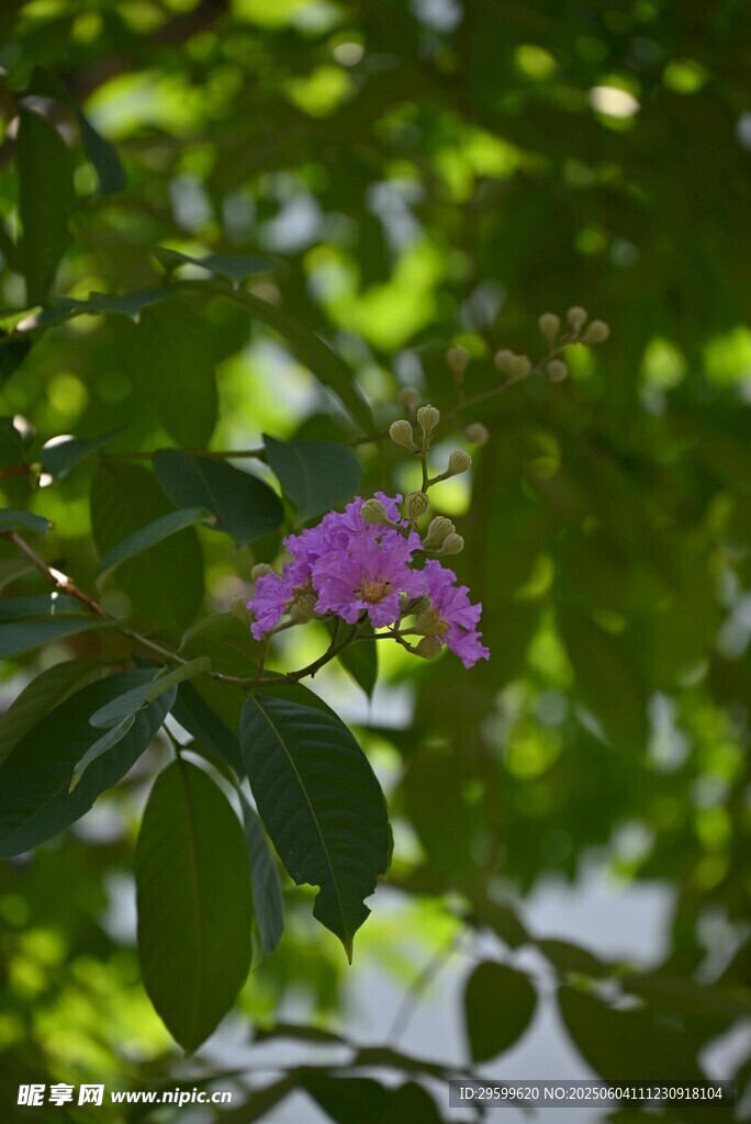 紫薇花