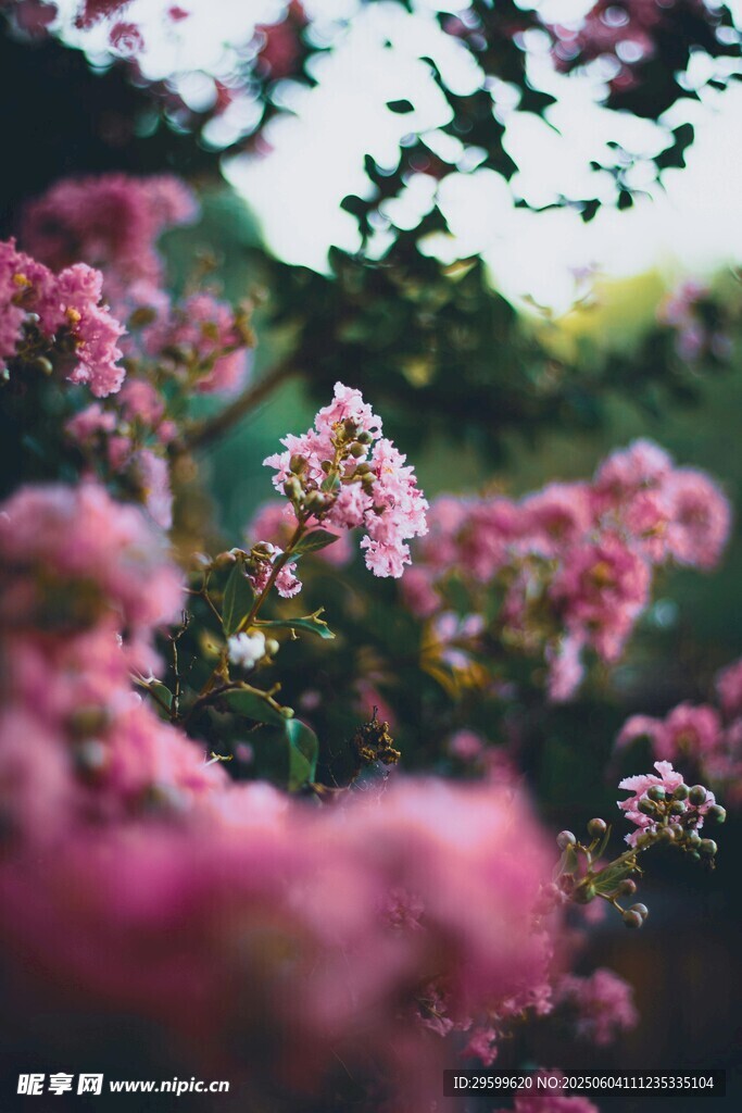 紫薇花