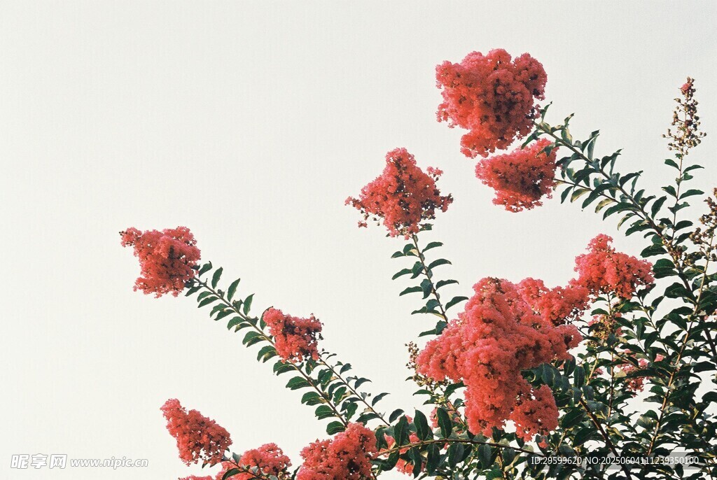 紫薇花