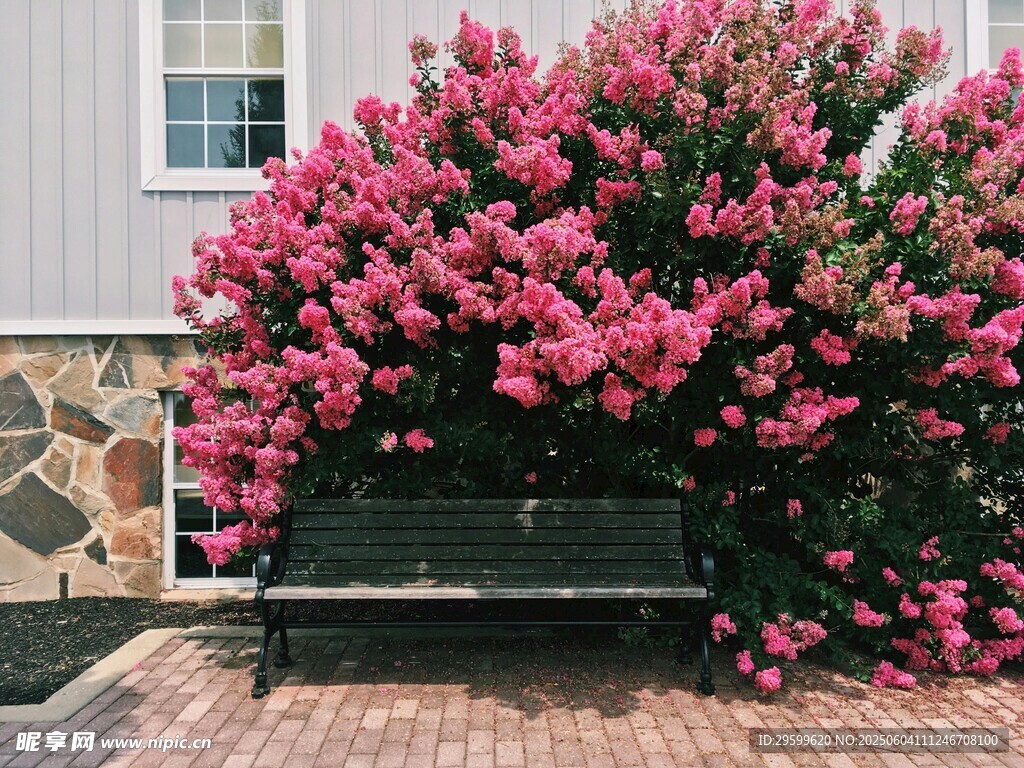 紫薇花