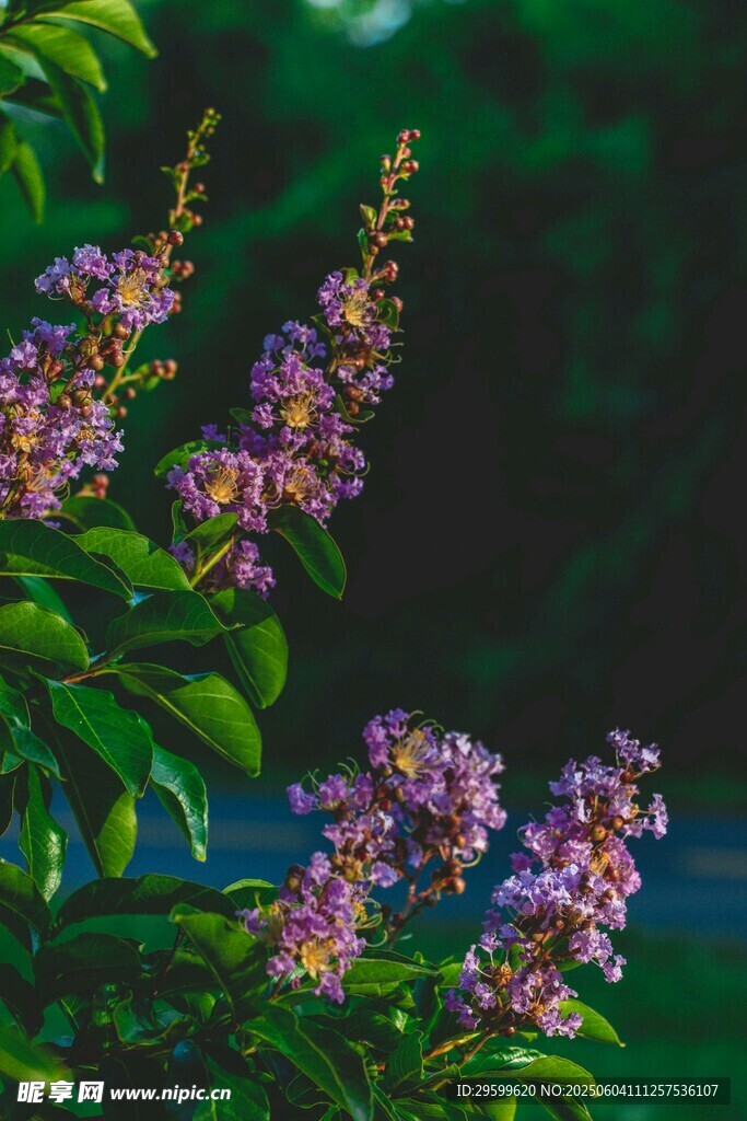 紫薇花
