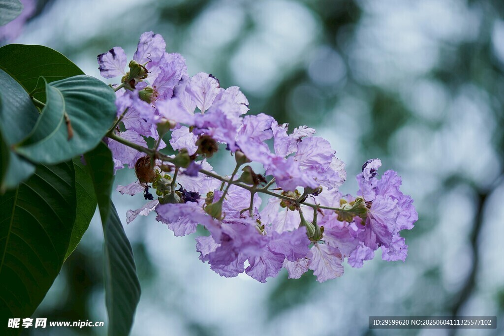 紫薇花