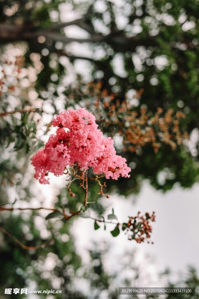 紫薇花