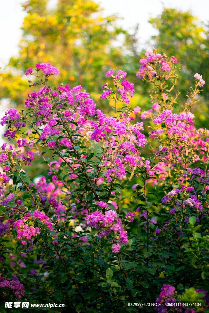 紫薇花