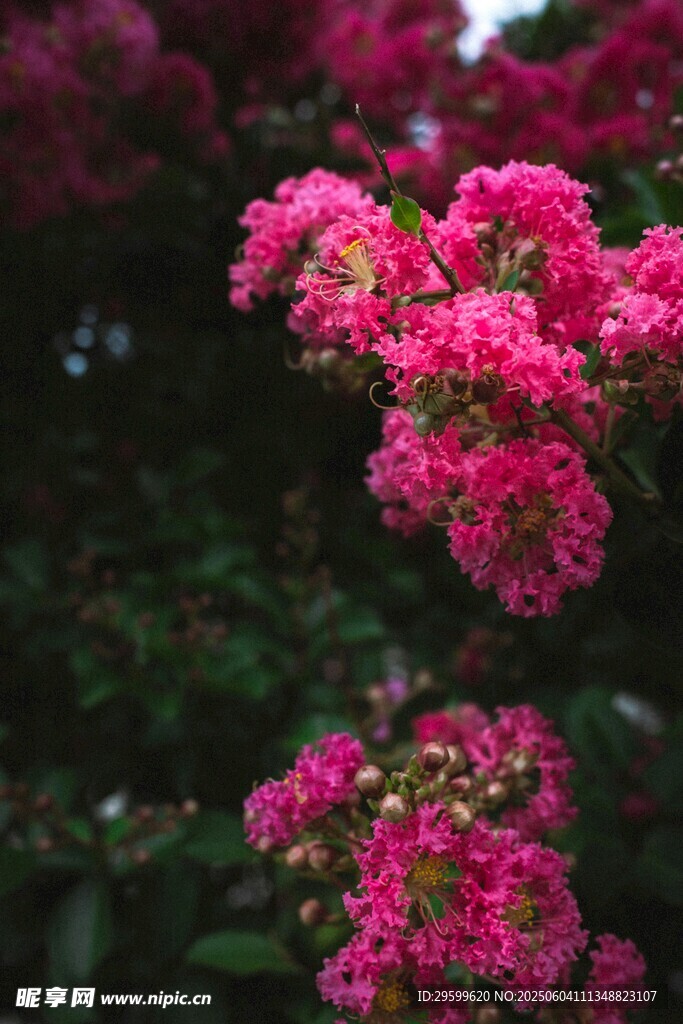 紫薇花