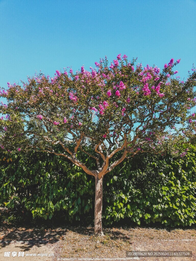 紫薇花