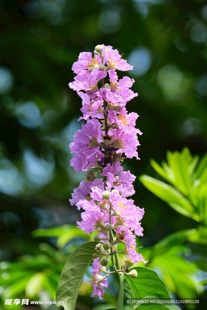 紫薇花