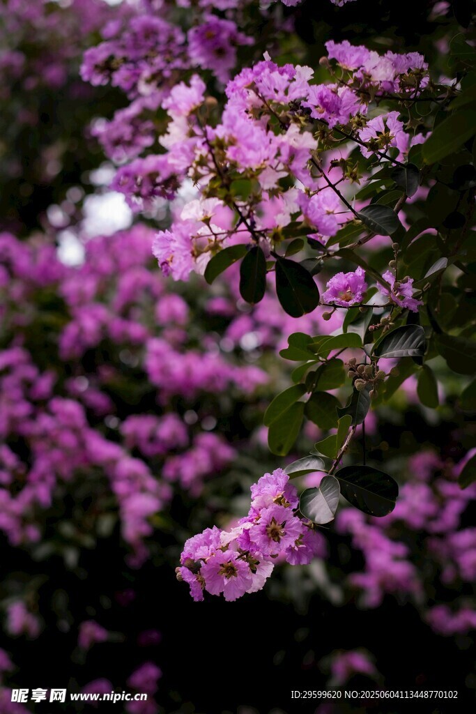 紫薇花
