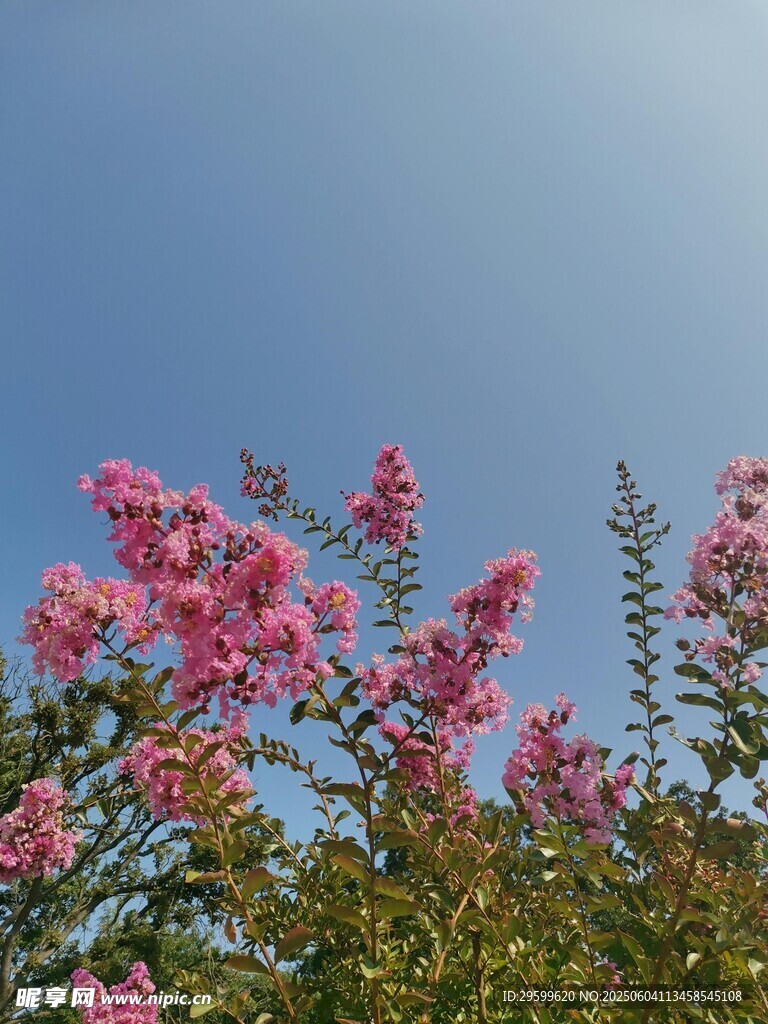 紫薇花