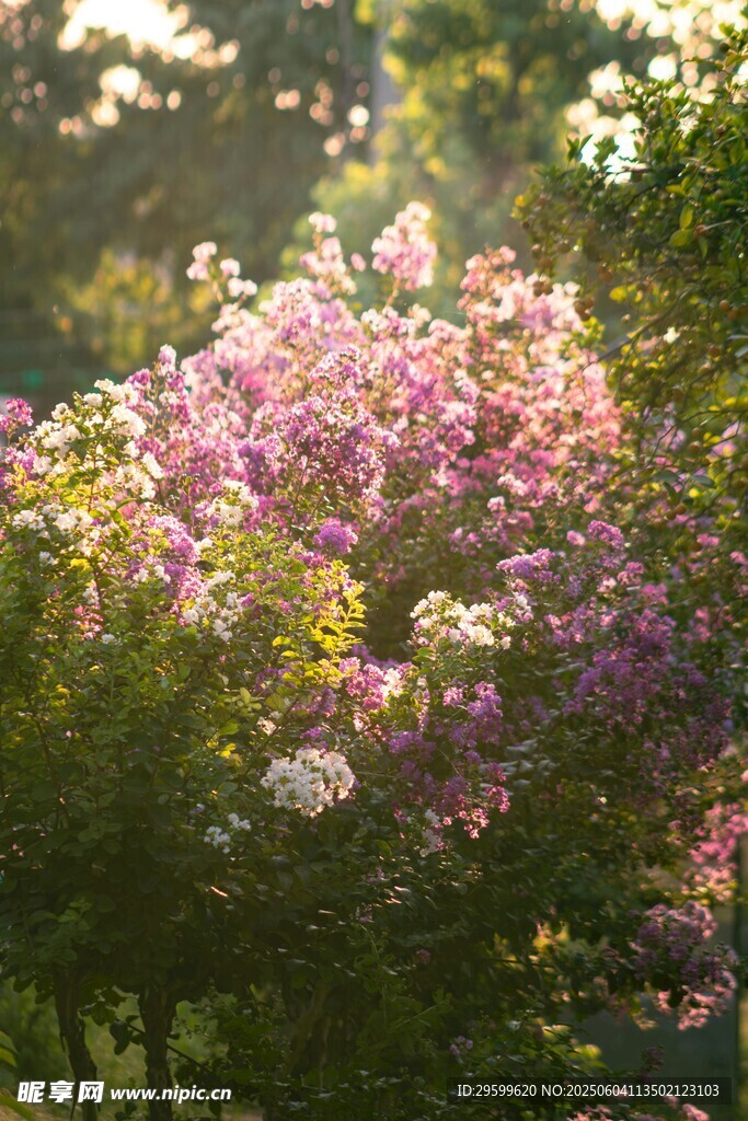 紫薇花
