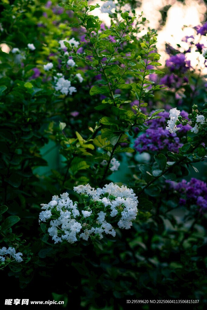 紫薇花