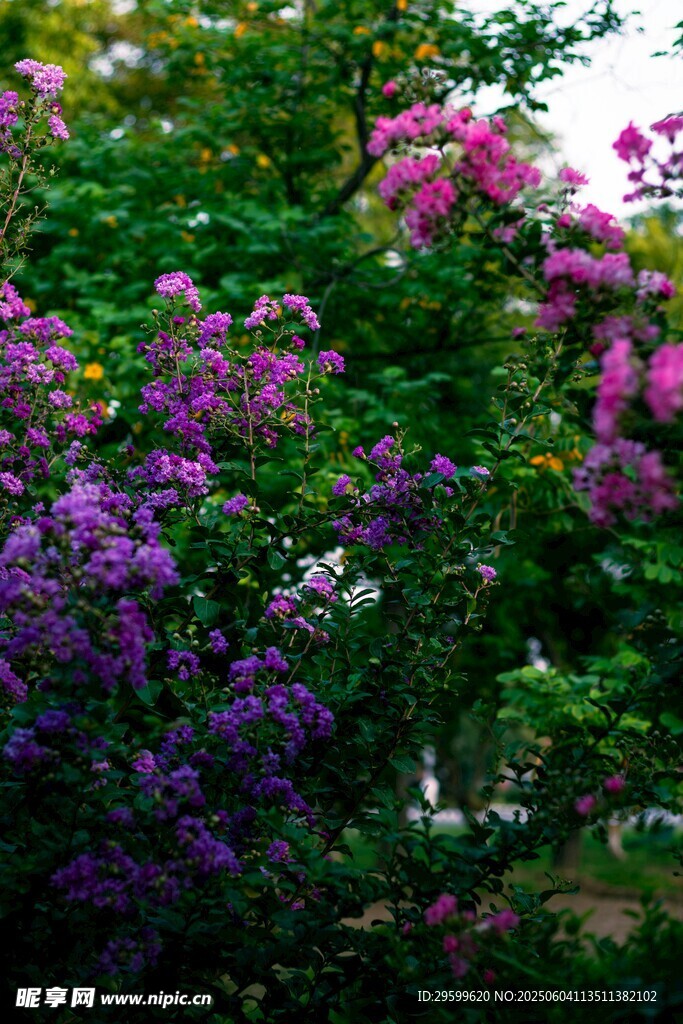 紫薇花