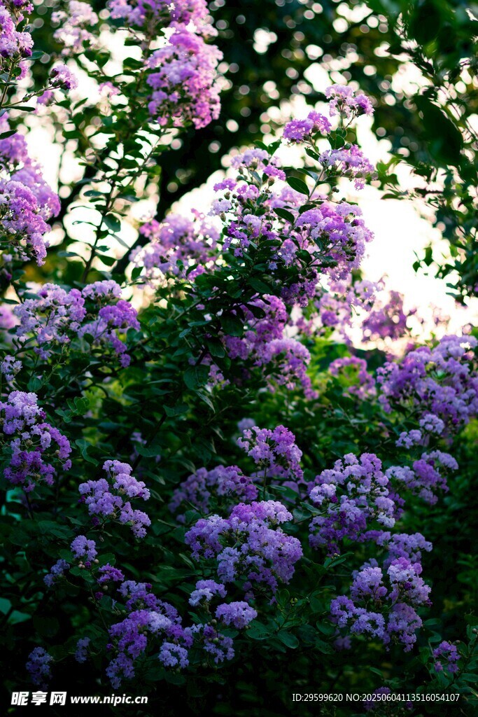 紫薇花