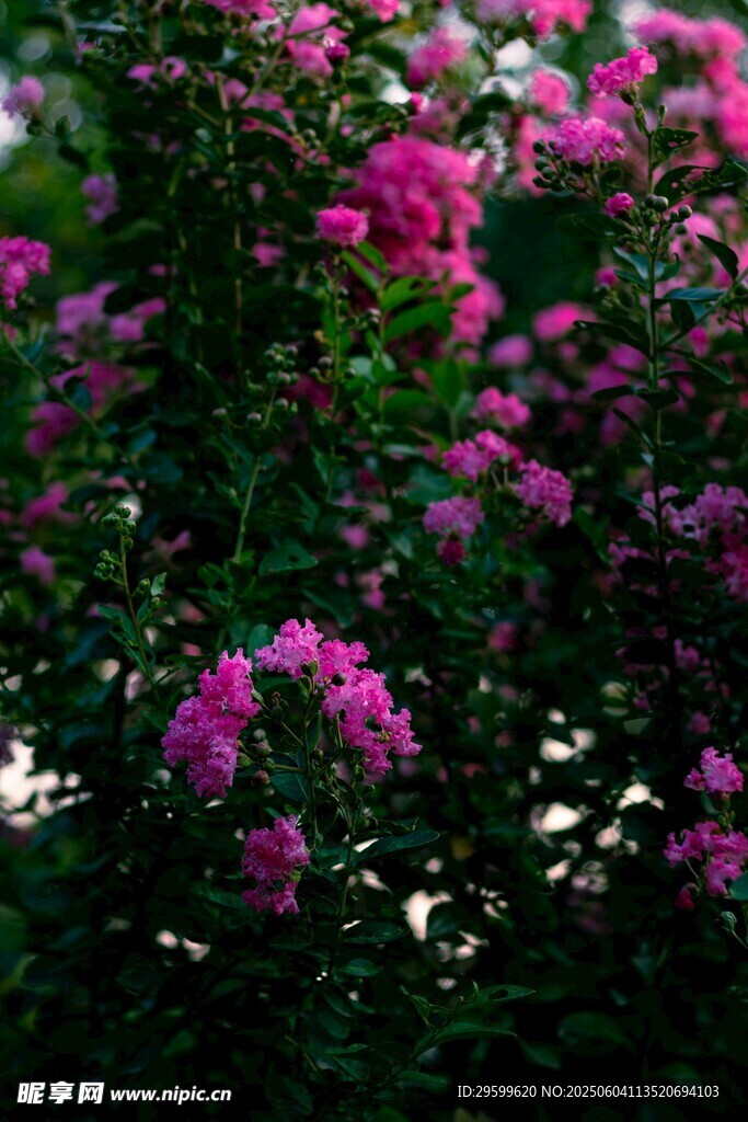 紫薇花