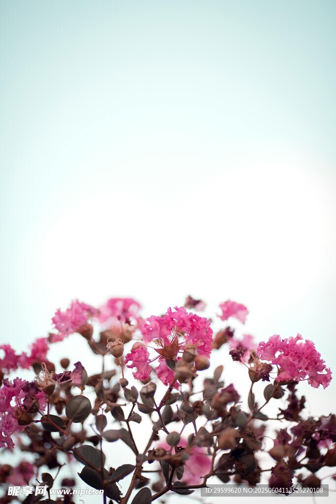 紫薇花