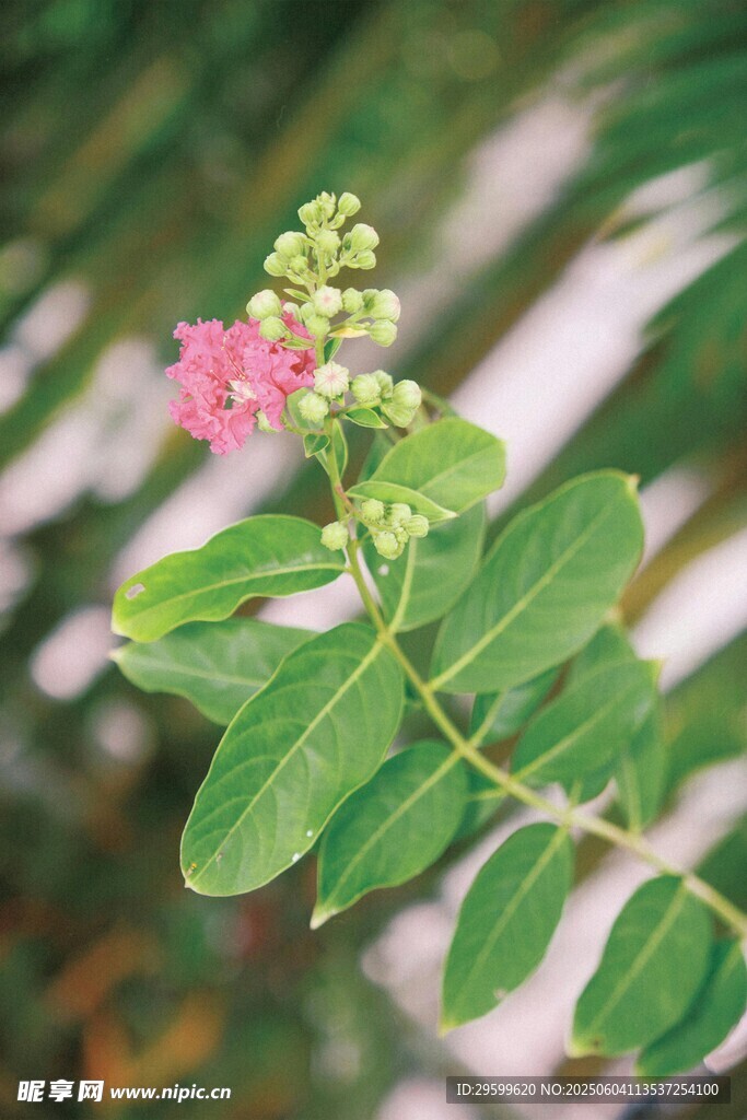 紫薇花