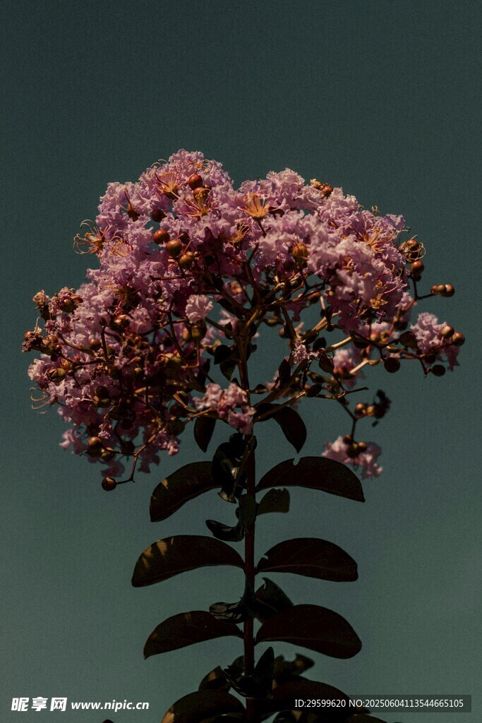紫薇花