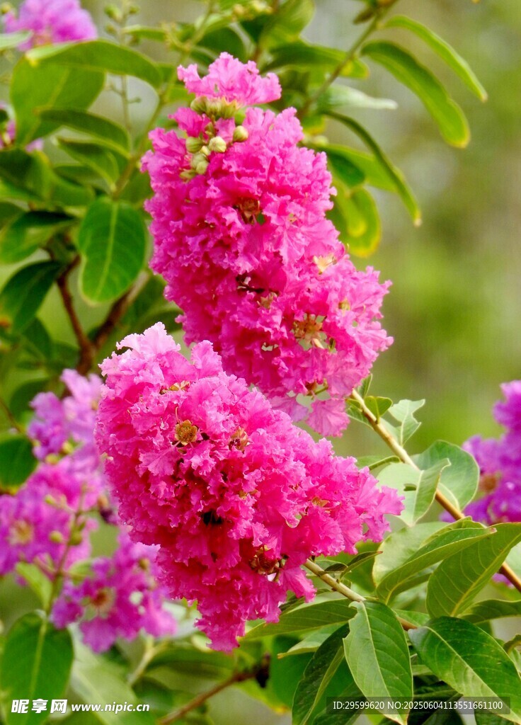 紫薇花
