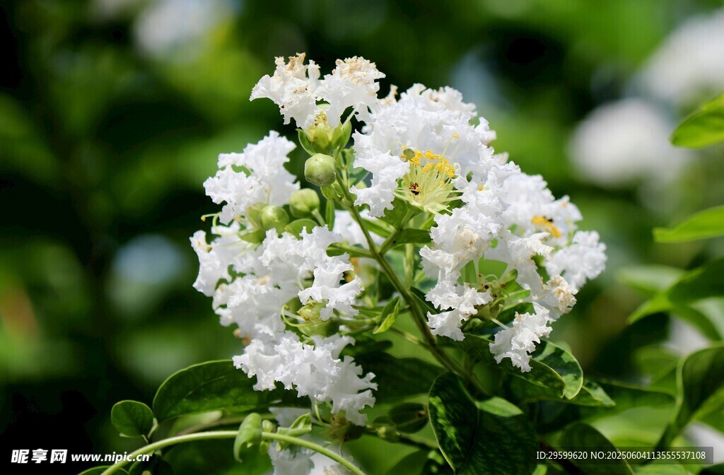 紫薇花
