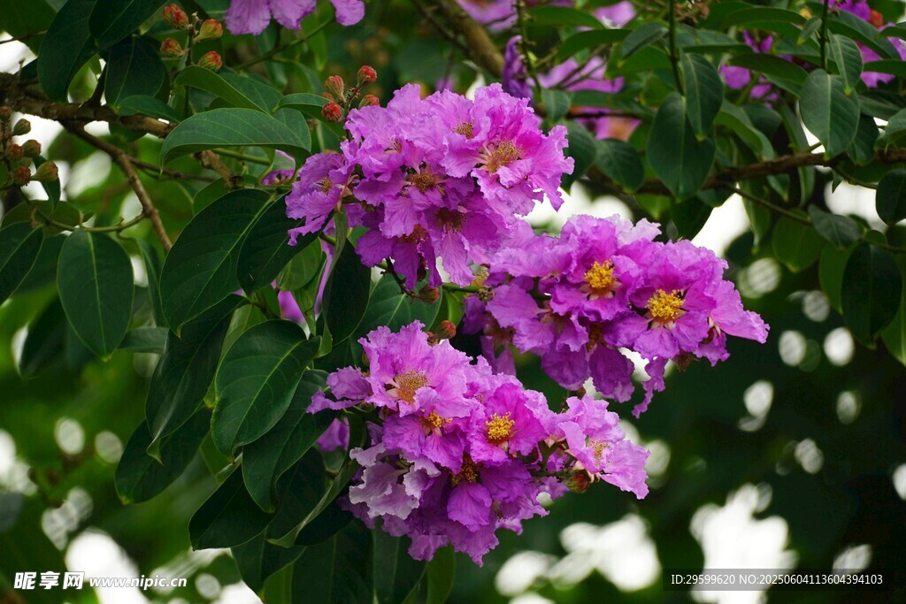 紫薇花