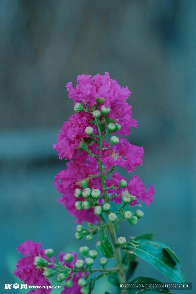 紫薇花