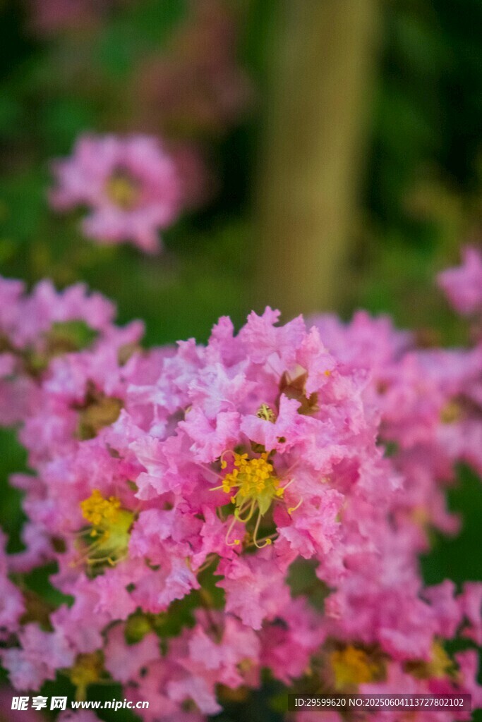 紫薇花