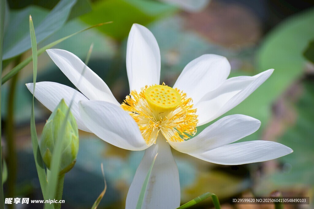 白色莲花绽放