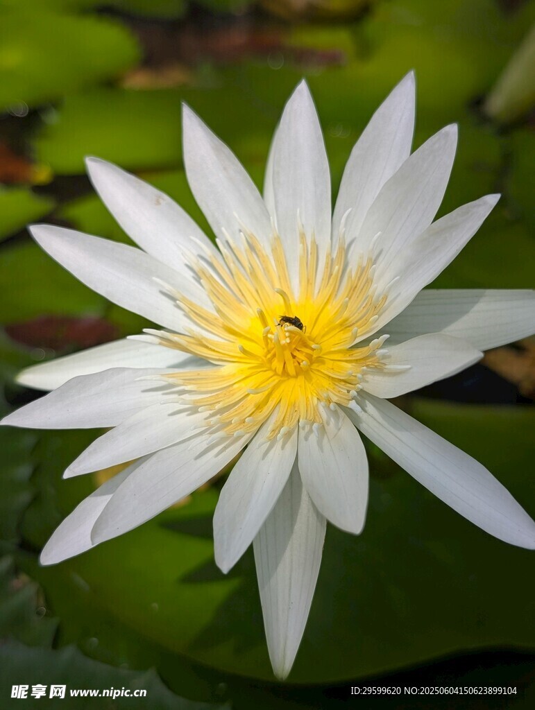白睡莲上的小昆虫